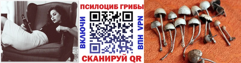 Галлюциногенные грибы Cubensis Мариинский Посад